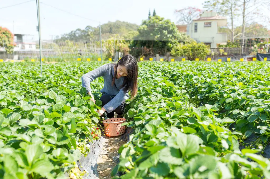 Is Epsom Salt Good For Strawberry Plants?