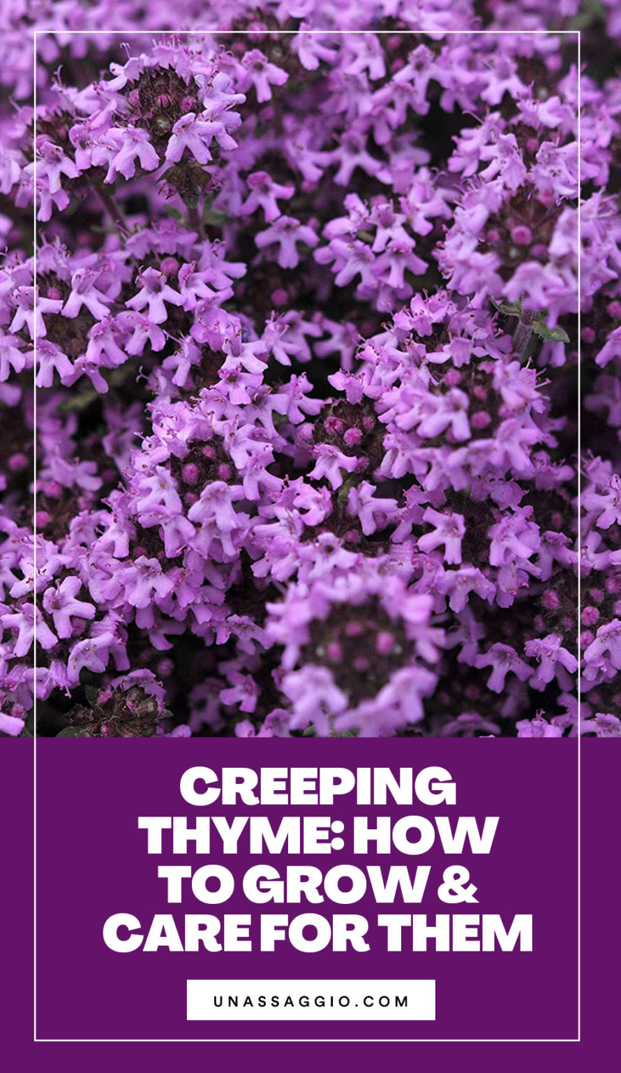 Creeping Thyme How to Grow And Care For Them UnAssaggio