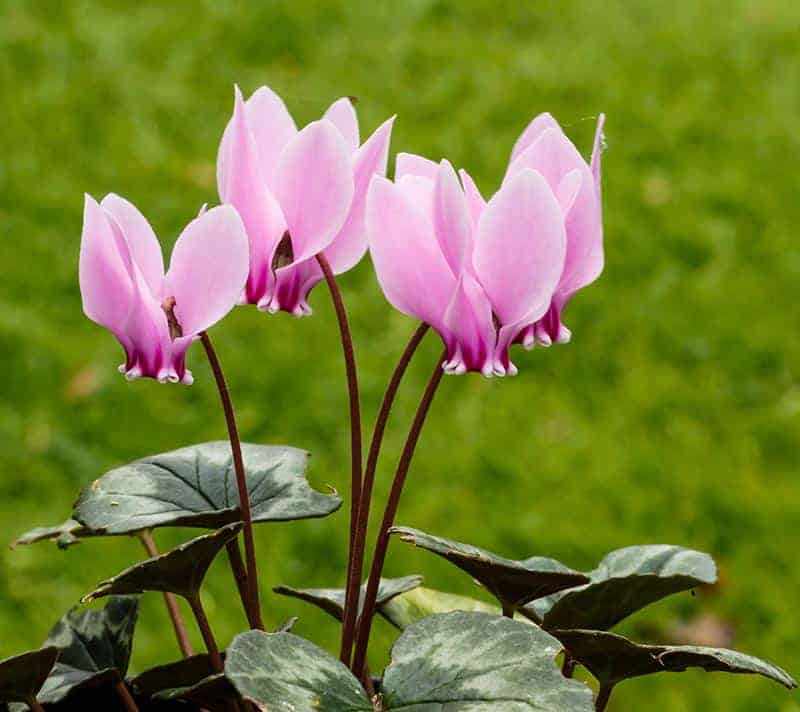 cyclamen (Cyclamen persicum) — Princess of winter garden