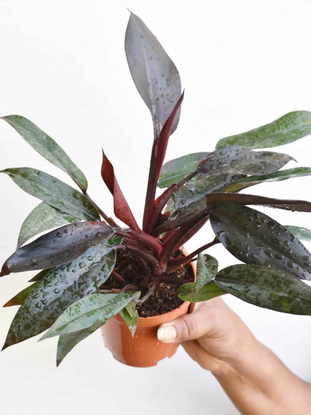 Philodendron Majesty