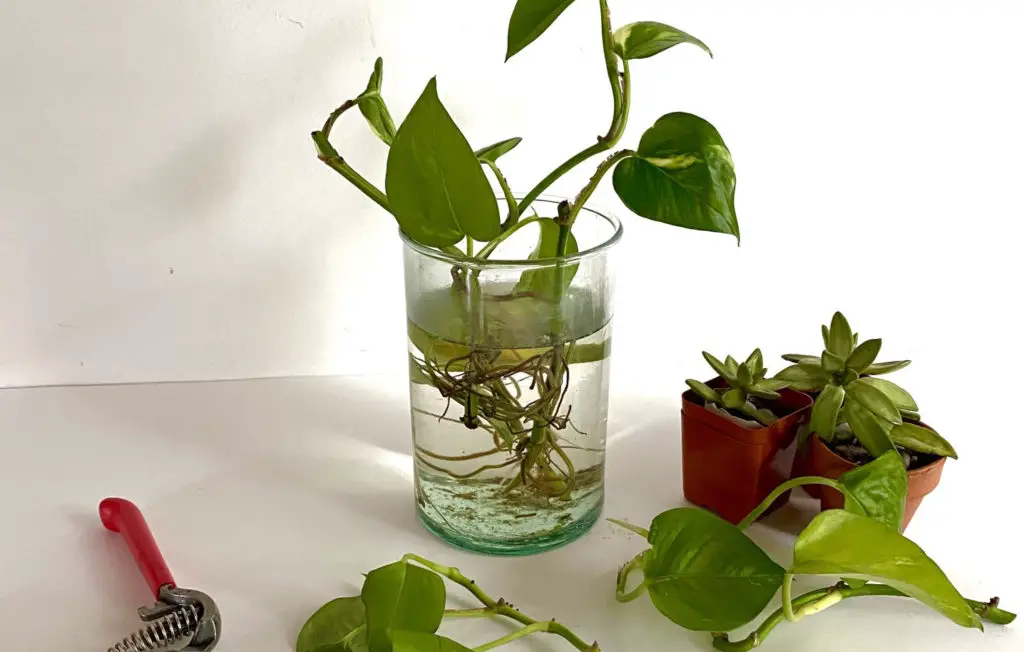 Easily Propagate Philodendron In Water