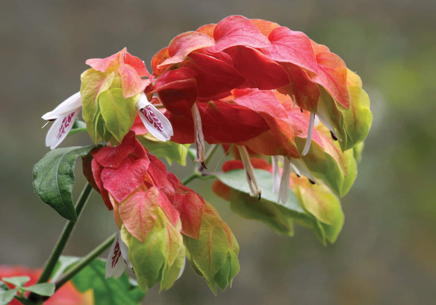 shrimp plant care