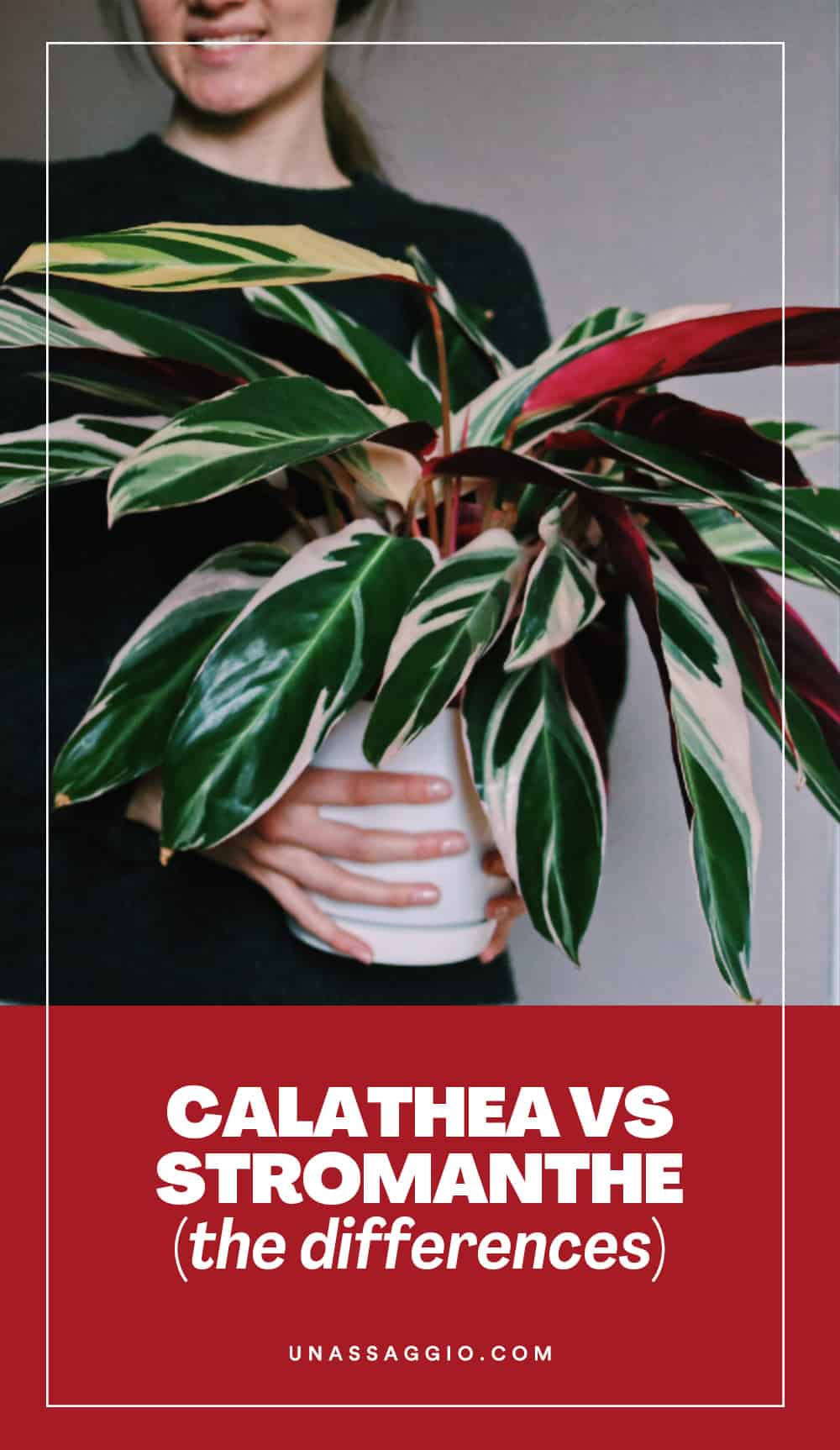 Calathea vs Stromanthe