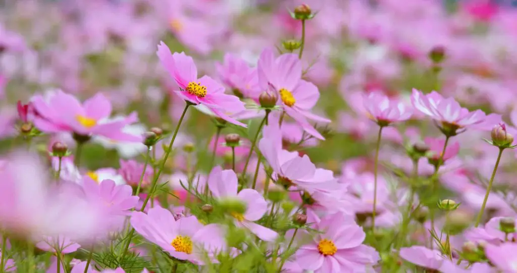 Cosmo flower plant