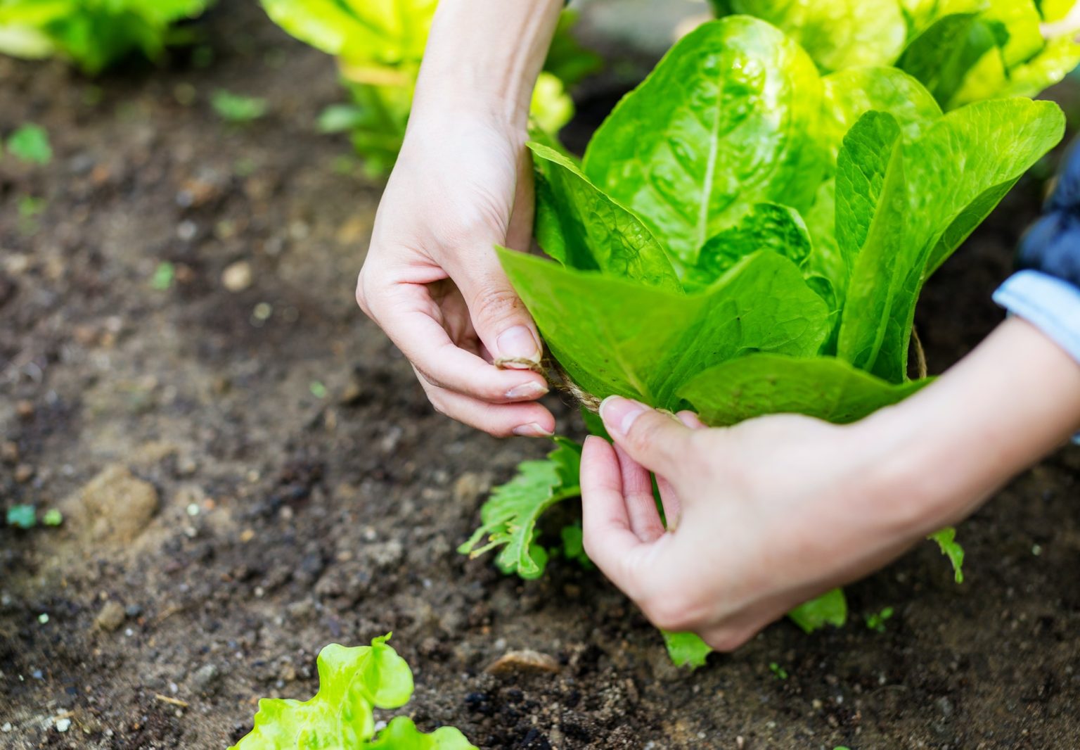 Growing Lettuce Sunlight or Shade? Here’s What to Know UnAssaggio