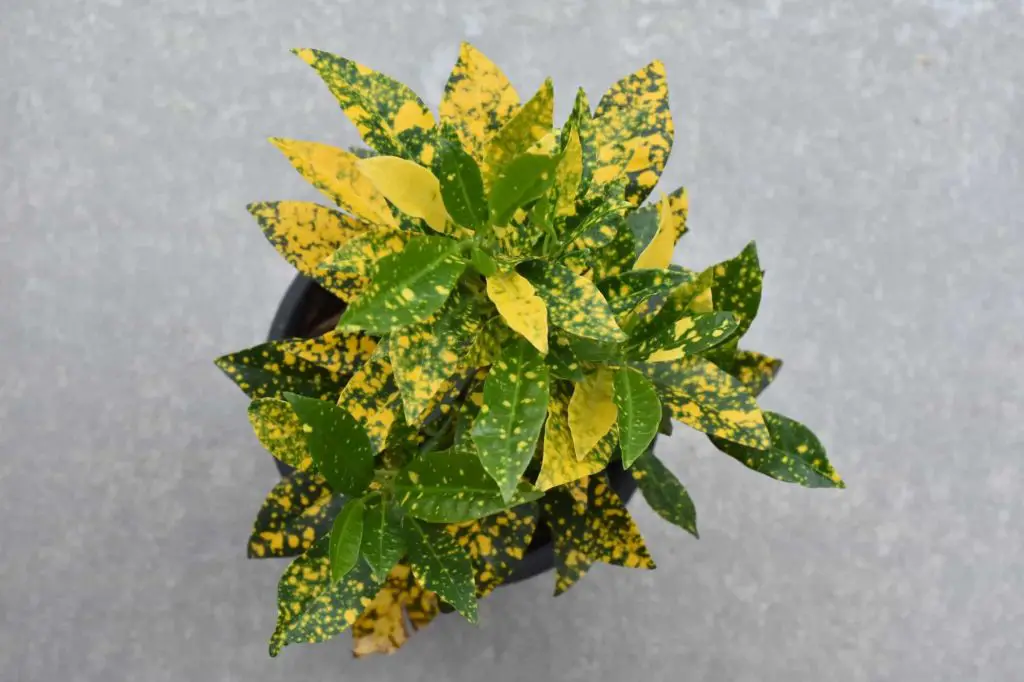 Croton Leaves Falling Off? Here’s Why (And What to Do) UnAssaggio