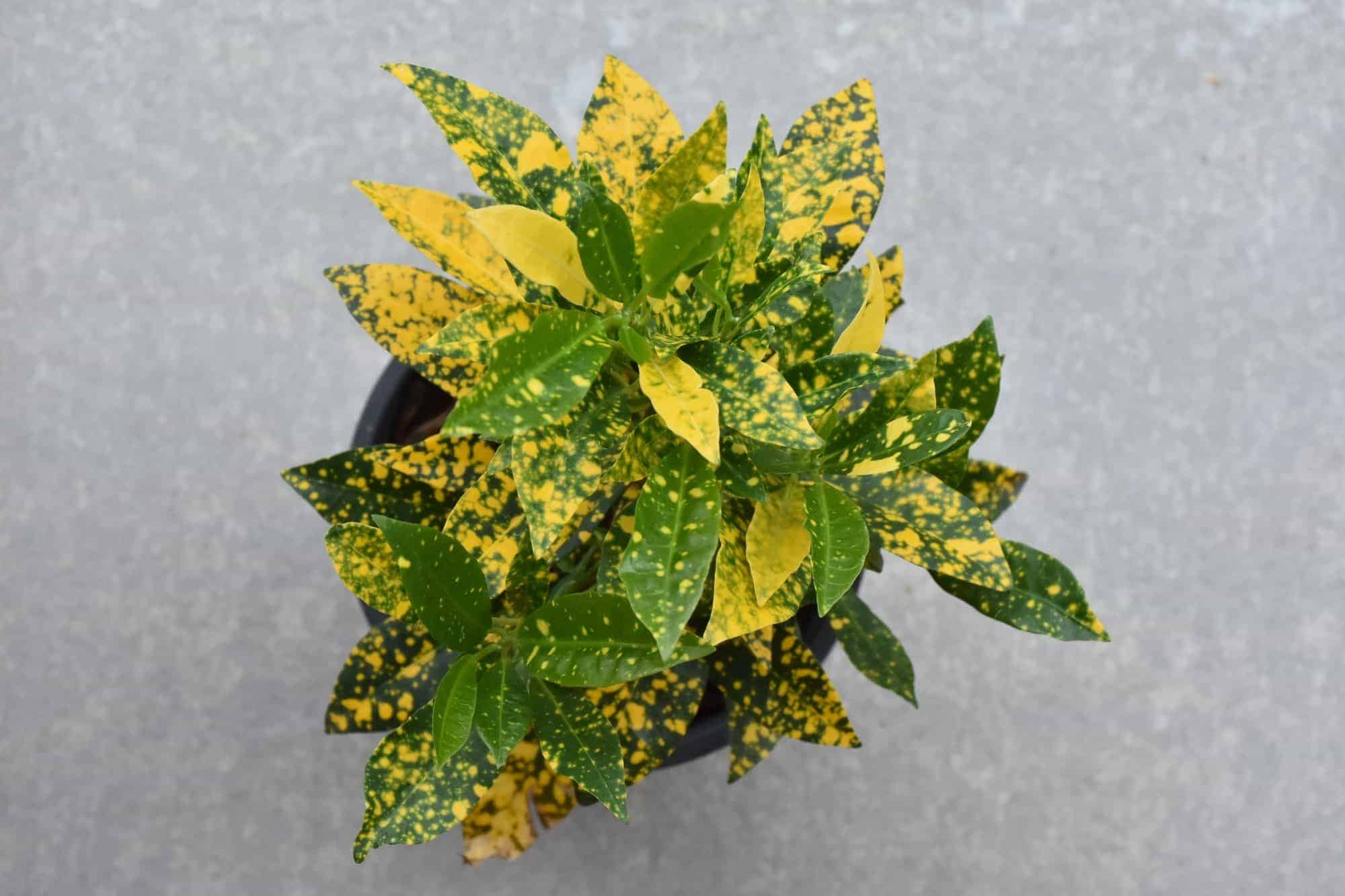 Croton Leaves Falling Off? Here’s Why (And What to Do) UnAssaggio