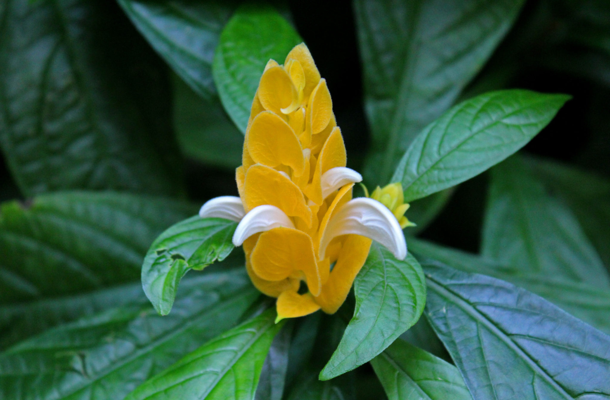 Shrimp Plant Care How to Grow Shrimp Plants Easily UnAssaggio