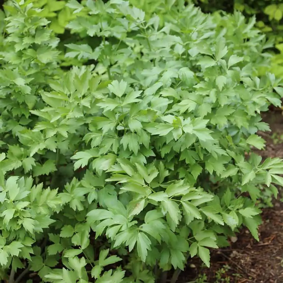 edible perennial vegetables that grow back every year lovage