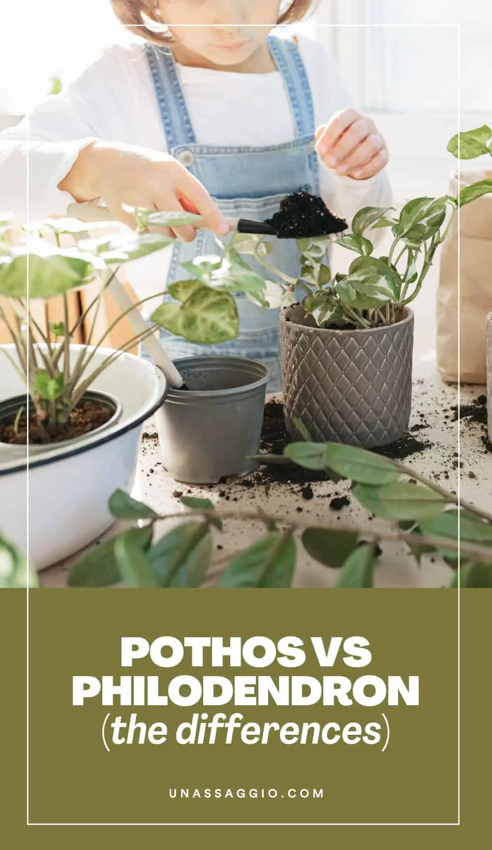 Differences Between Pothos and Philodendrons
