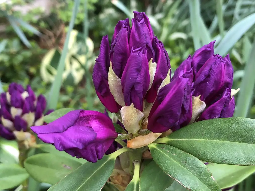 purple passion plant care guide