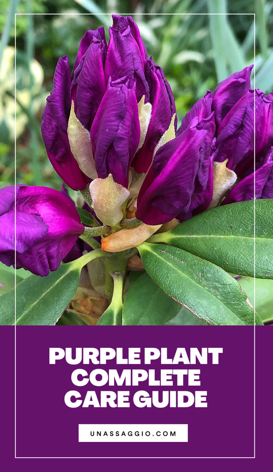 Purple Passion Plant Propagation And Care Guide UnAssaggio
