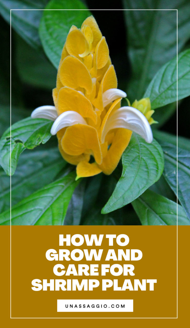 Shrimp Plant Care How to Grow Shrimp Plants Easily UnAssaggio