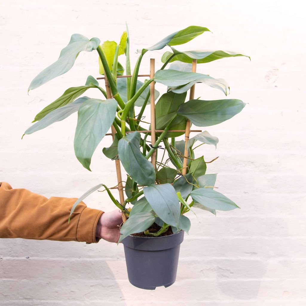 Philodendron Hastatum