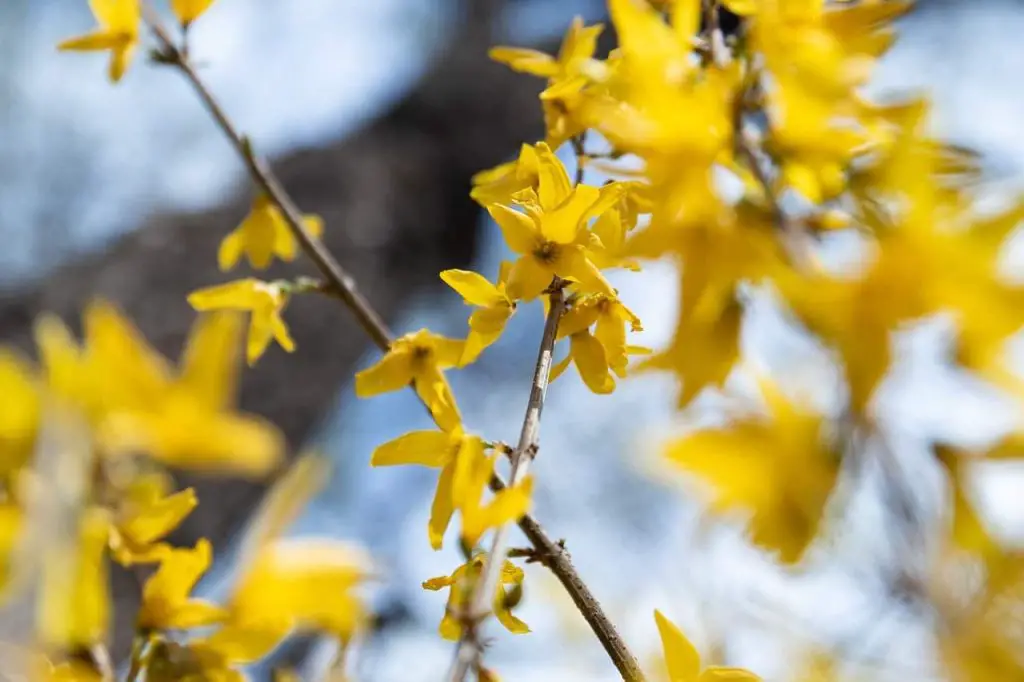 winter jasmine flower