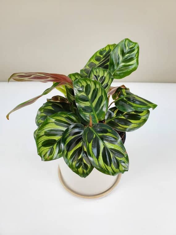 Calathea Makoyana