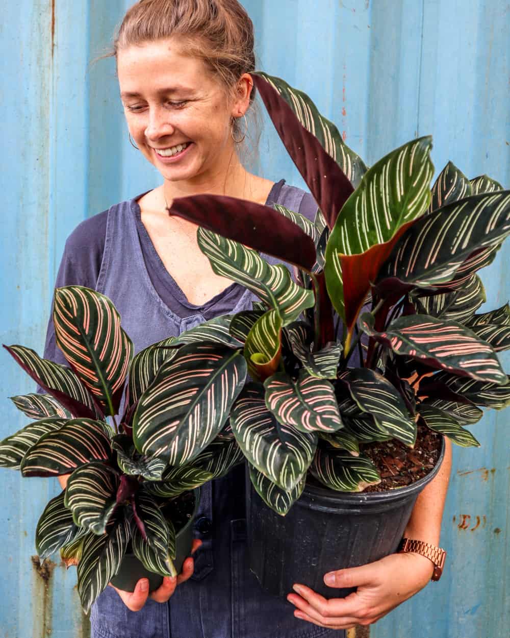 Calathea Ornata