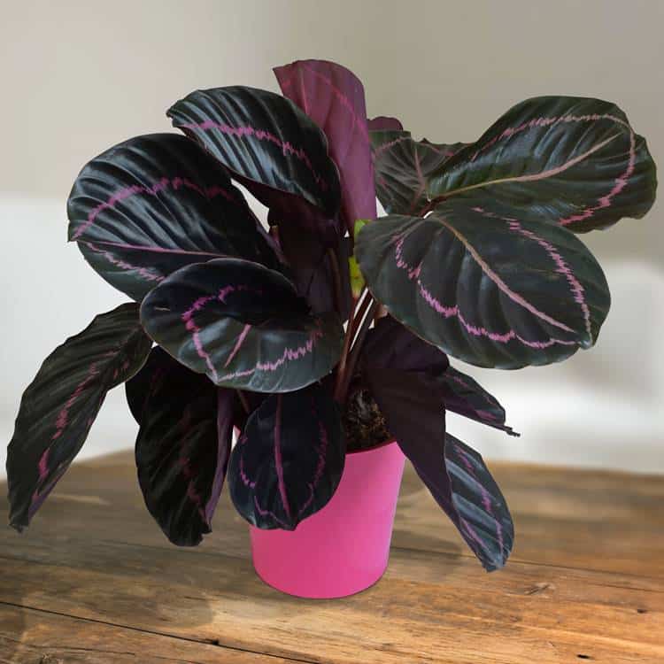 Calathea Roseopicta Dottie