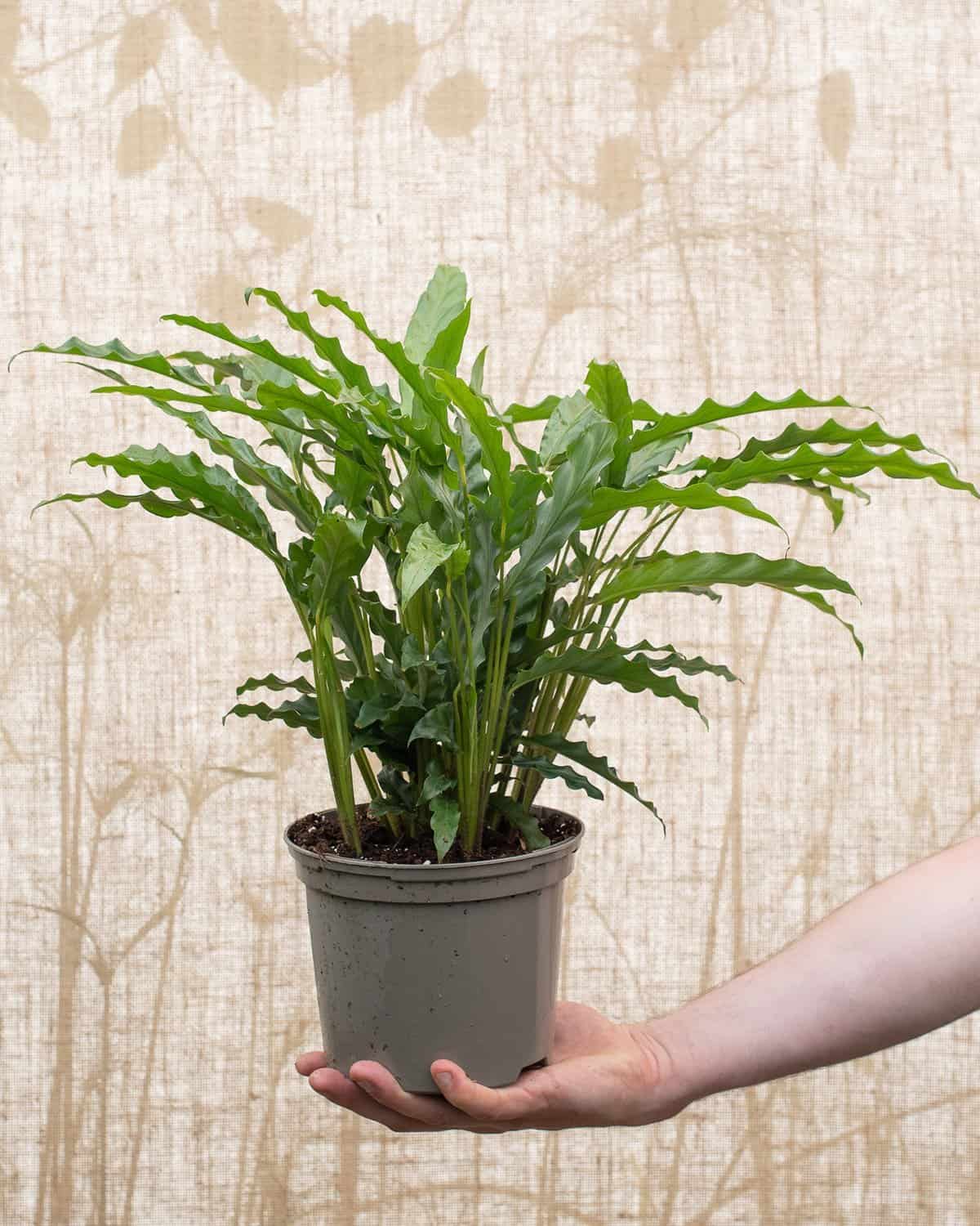 Calathea Rufibarba