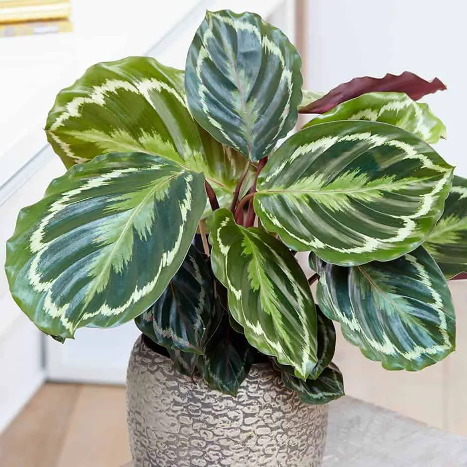 Calathea Roseopicta