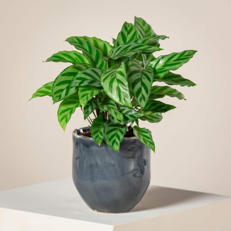 Calathea Freddie Plant