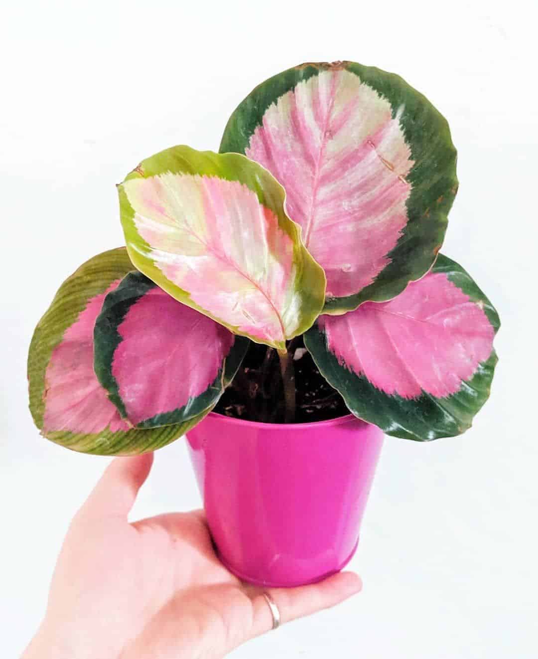 Calathea Rosey