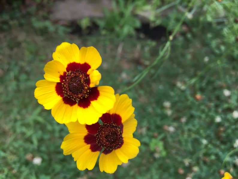 Coreopsis