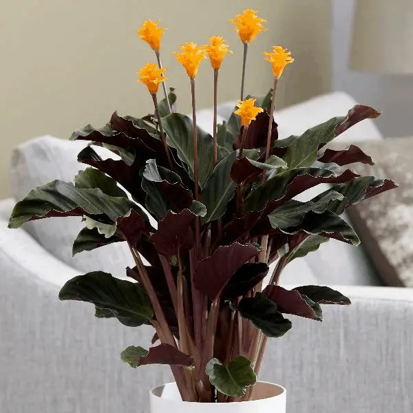 Calathea Crocata