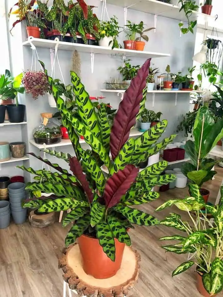 Calathea Lancifolia