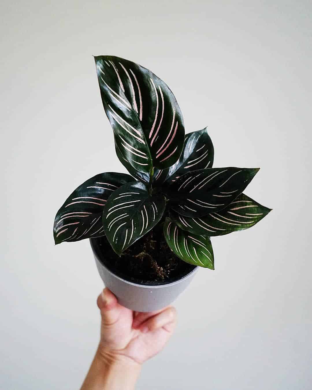 Calathea Ornata Sanderina