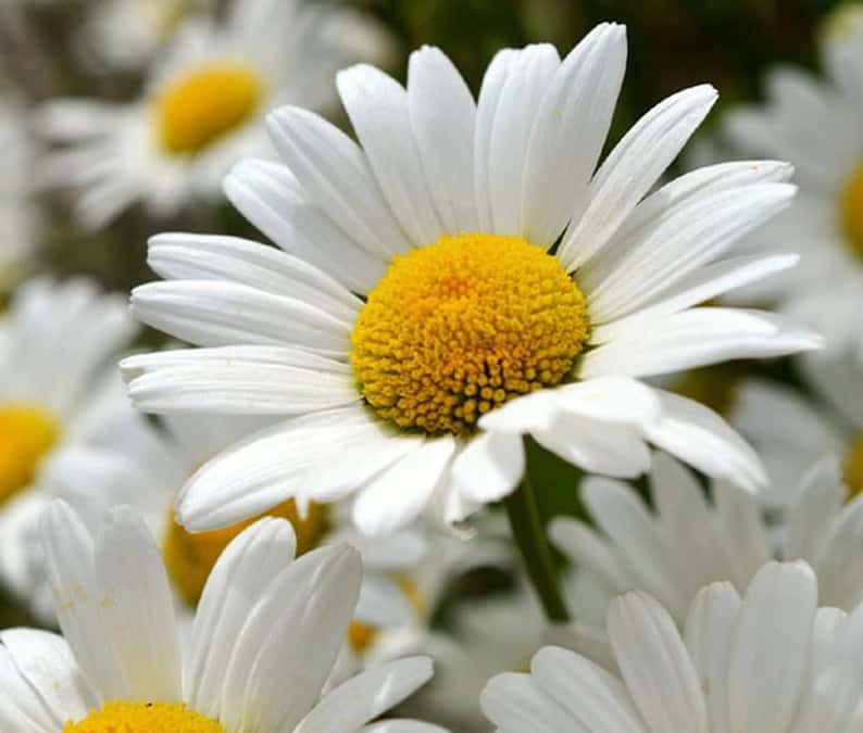 Shasta Daisy Flower Seeds