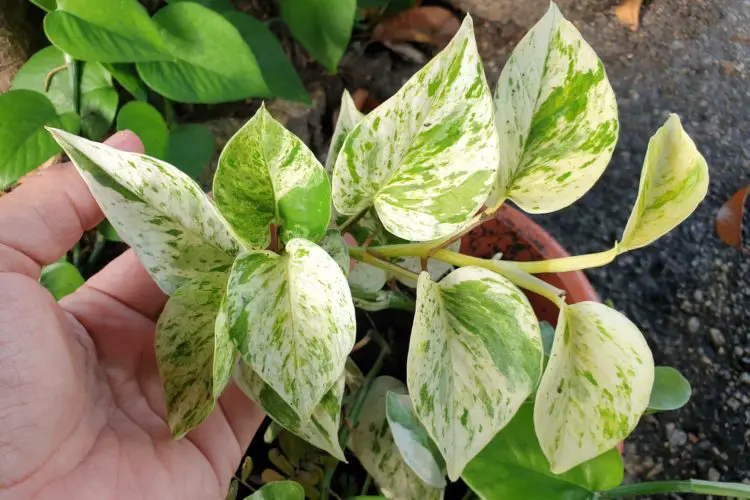 Marble Queen Pothos Plant Care Guide