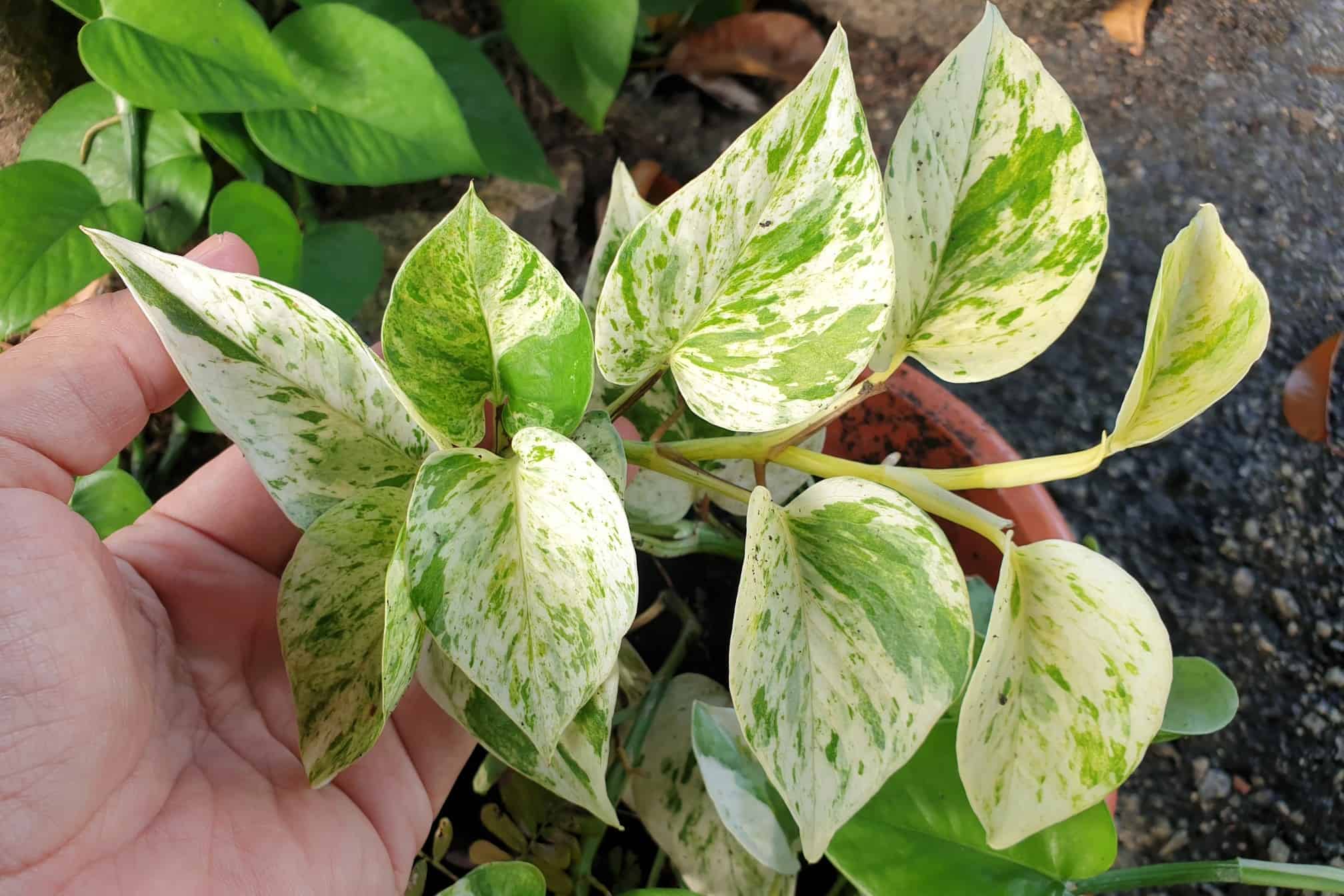 Marble Queen Pothos Plant Care (How to Grow Marble Queen Pothos