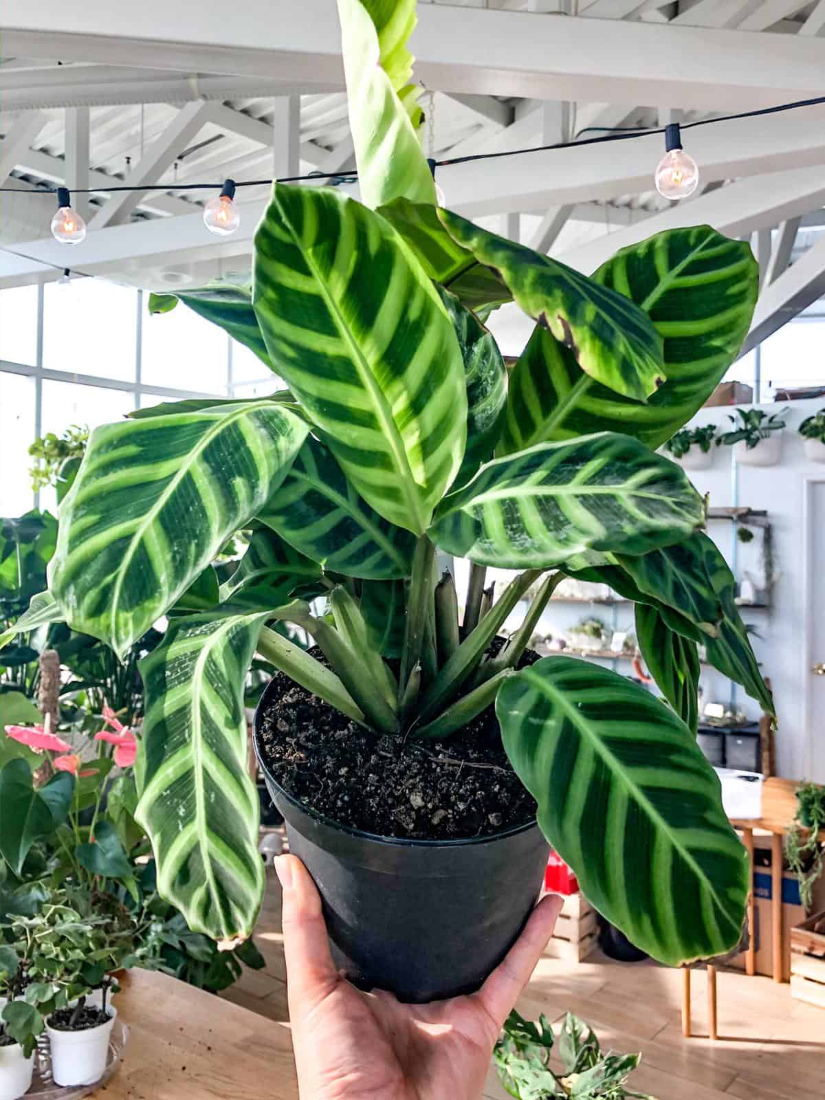 Calathea Zebrine