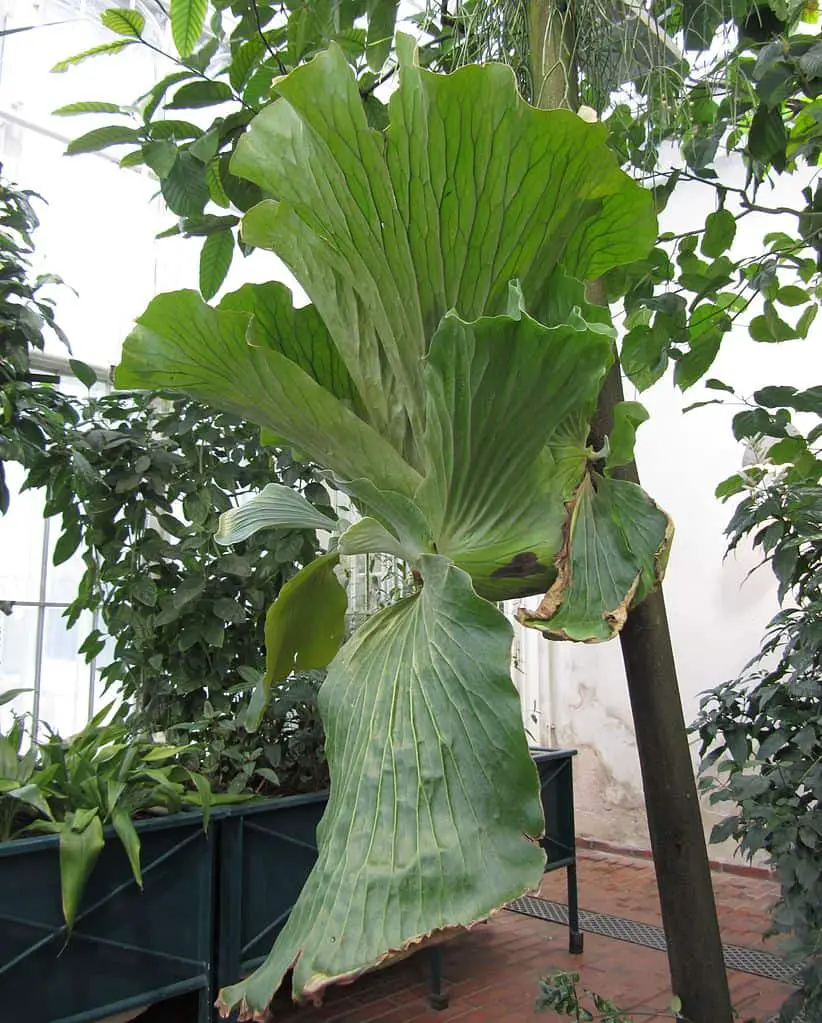 Platycerium Elephantotis