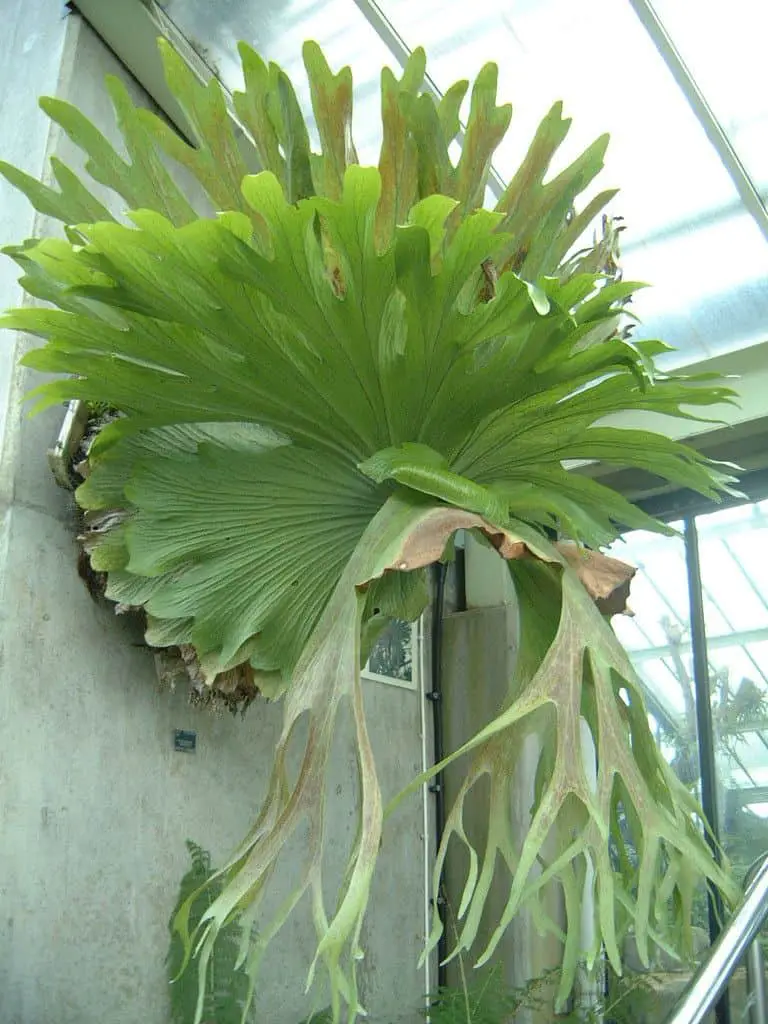 Platycerium Bifurcatum