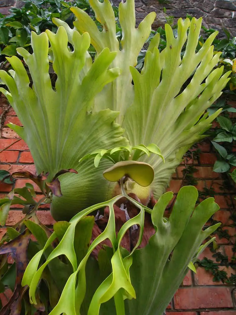 Platycerium Coronarium