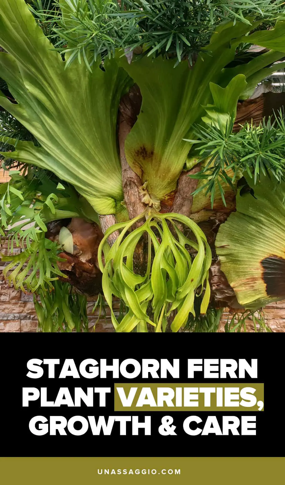 Staghorn Fern Plant care