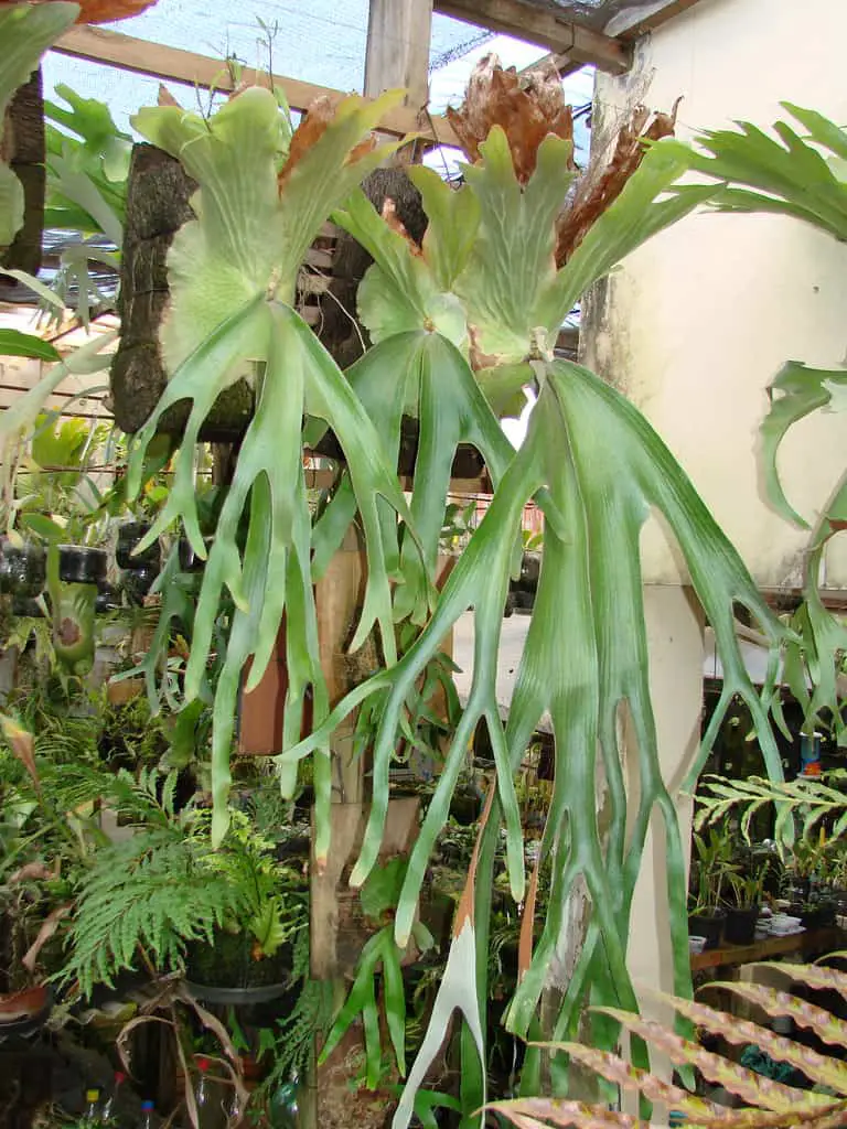 Platycerium andinum