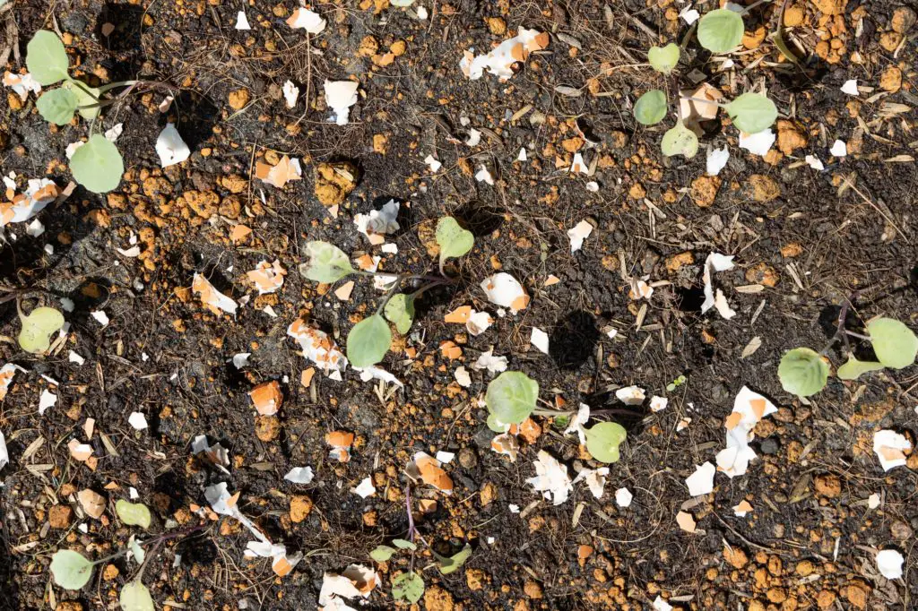 Eggshells As Fertilizers