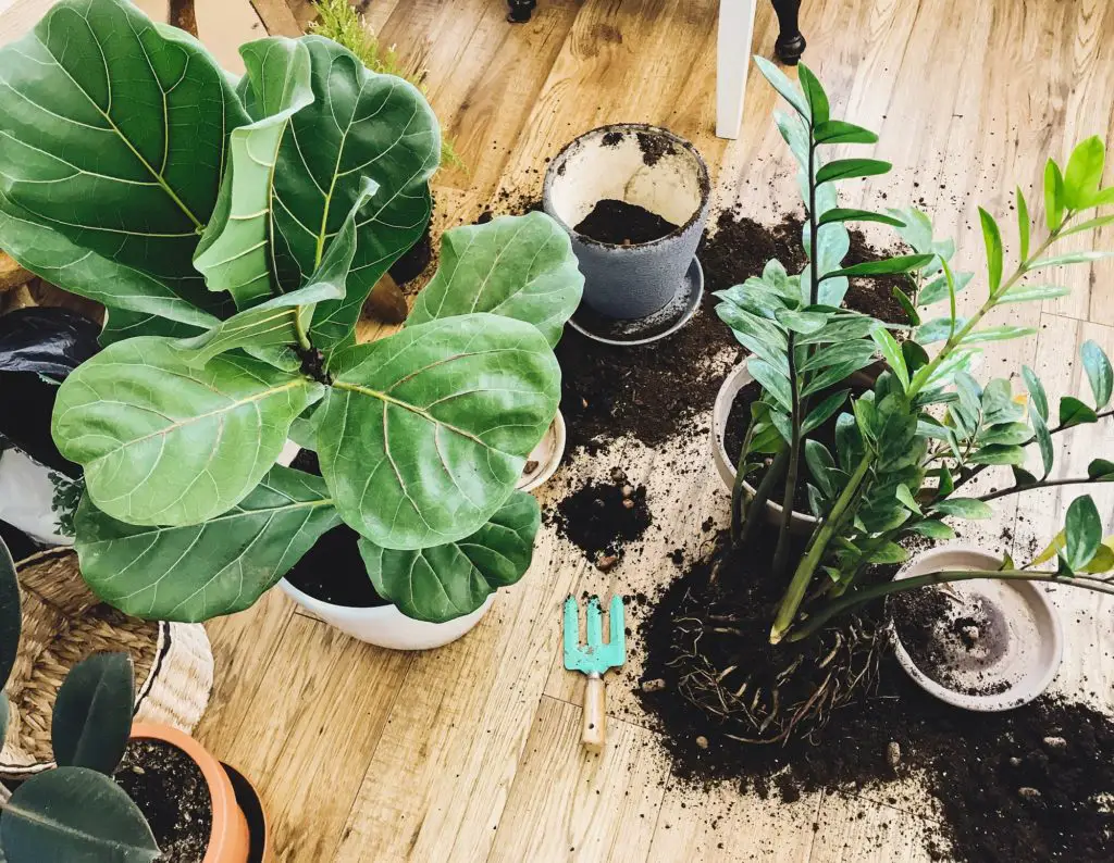 Fiddle Leaf Fig Propagation And Care Guide